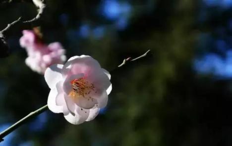 6種冬春開花的植物，擁有一款就可美翻整個春節！