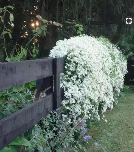 鐵線蓮花園，美到驚豔！