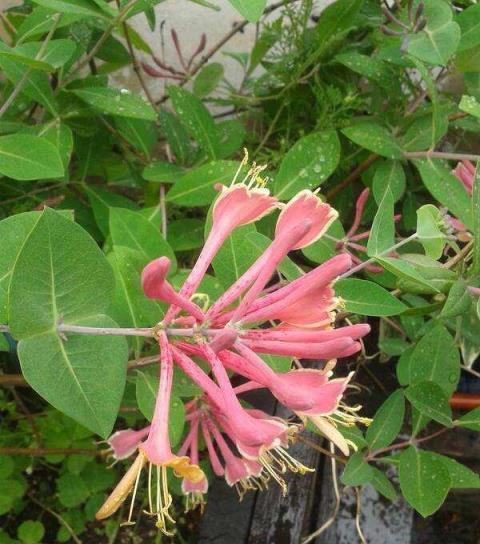 如果有一個院子，別錯過這六種花兒，丟土裡就活，開花一叢叢