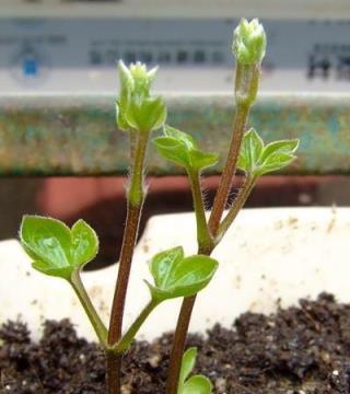 如果有一個院子，別錯過這六種花兒，丟土裡就活，開花一叢叢