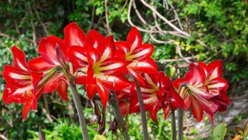 如果有一個院子，別錯過這六種花兒，丟土裡就活，開花一叢叢