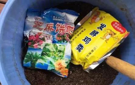 春天蘆薈做完這個動作，1周爆出5個新芽，葉子猛長！