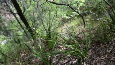 農村這一植物是富人的最愛，一株可賣上千元，野生的快被挖完了！