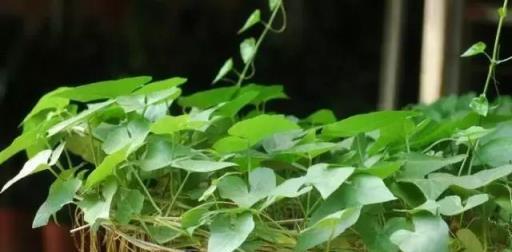 這八種垂吊植物掛在家裡，讓生活美成詩篇