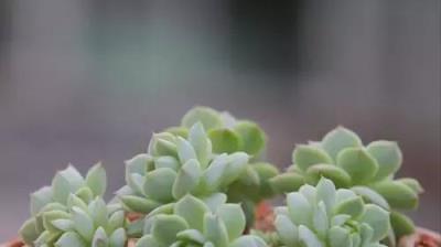 萌萌的多肉，竟是有毒植物？這10種植物別隨便種家裡，有劇毒！