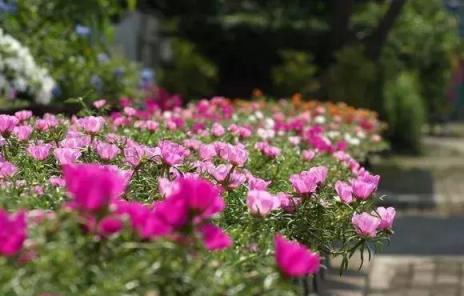 太陽花開成花海，也能成為驚世美景！