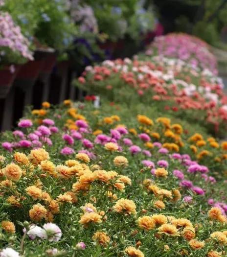 太陽花開成花海，也能成為驚世美景！