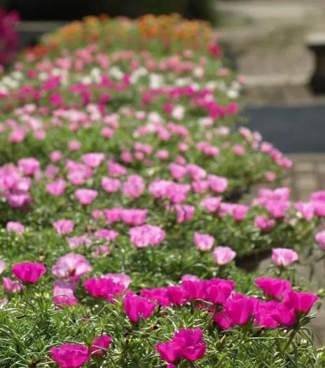 太陽花開成花海，也能成為驚世美景！