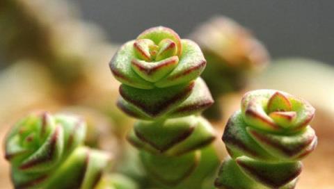 多肉植物錢串子砍頭下手要快準狠，你需要備一把鋒利消毒的手術刀