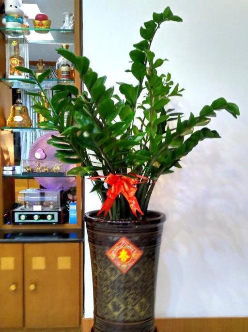 這5種風水盆栽，放在家裡這麼擺，轉運還帶財！-imomo植物識別