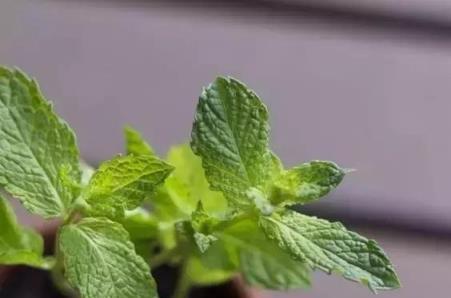 教你種薄荷，夏季放在陽臺上一陣風吹來，全家都是涼涼的