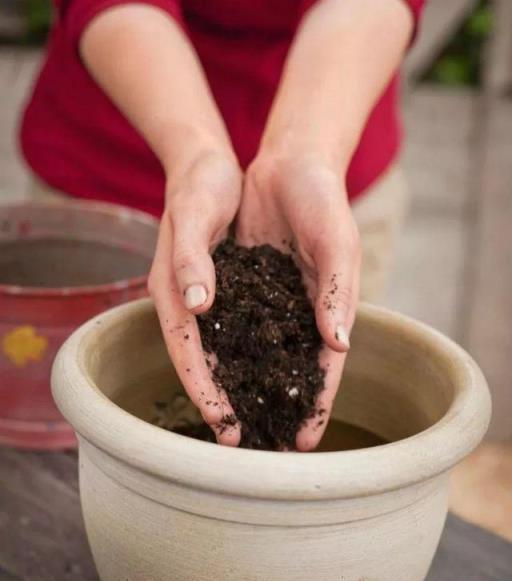 養護盆栽植物的10大技巧，新手學會後就很難養死花了