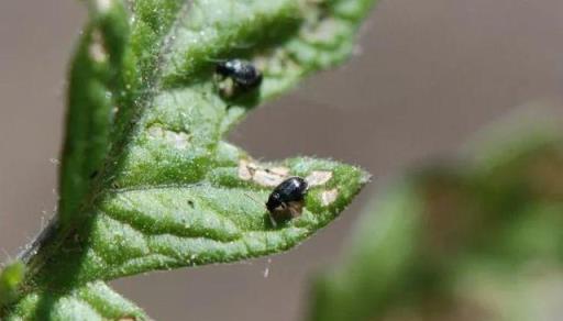 養護盆栽植物的10大技巧，新手學會後就很難養死花了