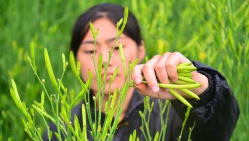 這五種食用花卉，觀賞價值高、味道好、營養豐富，您吃過幾種