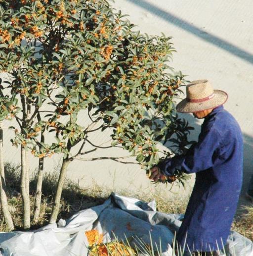 這五種食用花卉，觀賞價值高、味道好、營養豐富，您吃過幾種