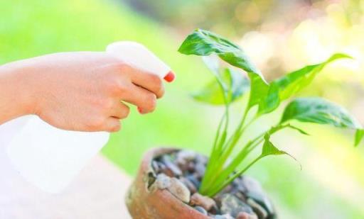 這6種室內盆栽植物常見害蟲，不用噴藥也能徹底清除乾淨