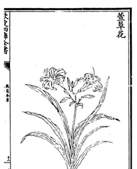 中國也有代表母親的花，不是康乃馨而是「黃花菜」