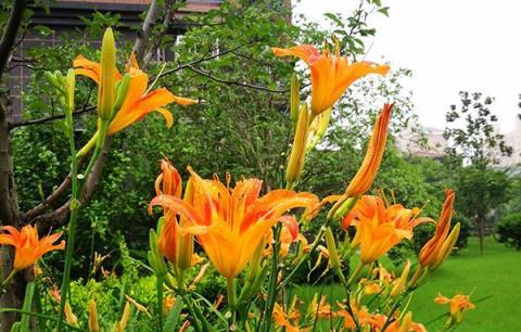 中國也有代表母親的花，不是康乃馨而是「黃花菜」