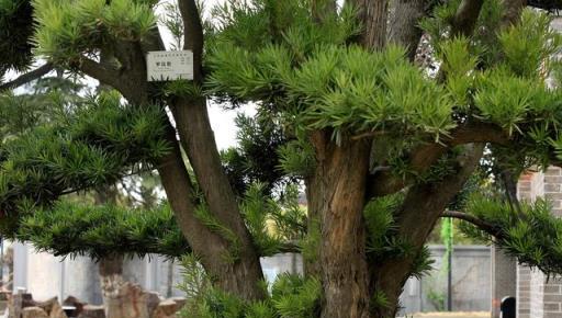 人養花，花亦養人，聽說聰明人都在養這五種花，你家有嗎？