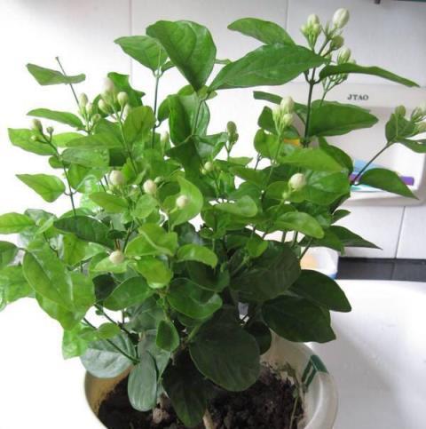 茉莉花養護心得，持續綻放的三個小竅門