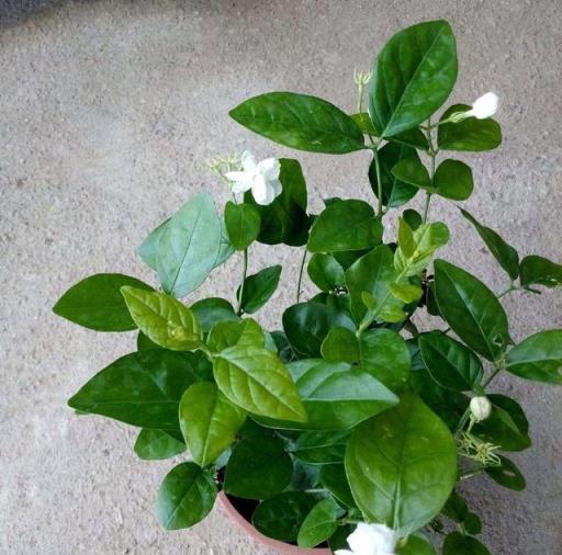 茉莉花養護心得，持續綻放的三個小竅門