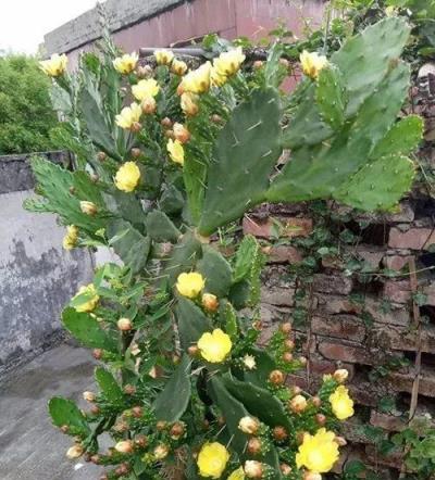 仙人掌居然開花了？花友家的仙人掌，開出無數美麗的花朵