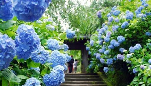 這種花不養1盆，夏天就白過了，現在養還來得及！