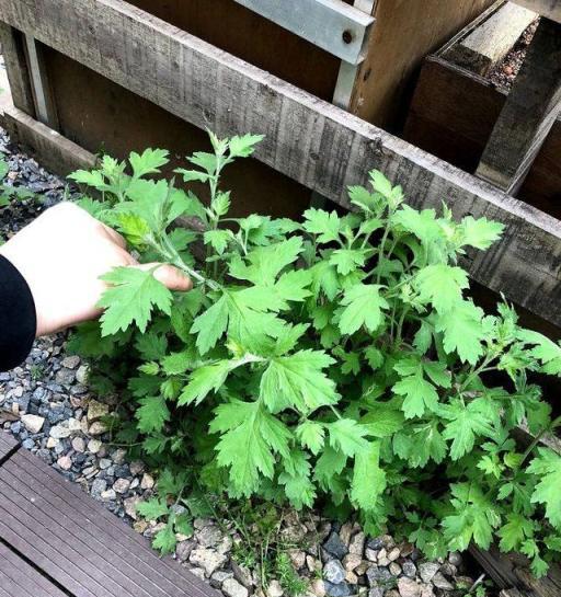 陽臺種盆艾草，驅蚊祛溼是個寶，端午養生少不了！