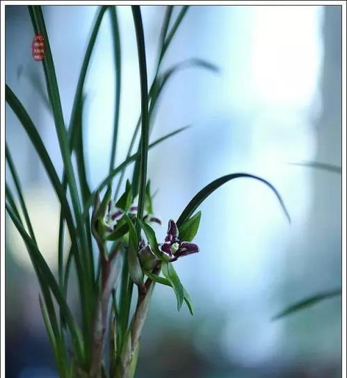 蘭花：養蘭草高手過招蘭花度夏，先得「煉草」