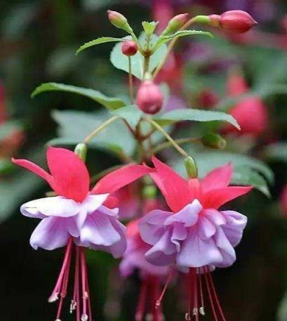 這幾種開花植物吊起來養，陽臺瞬間變成大花園！