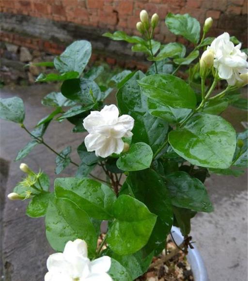 夏天養茉莉，3步走，花苞多，花朵大，美又俏