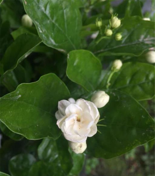 夏天養茉莉，3步走，花苞多，花朵大，美又俏