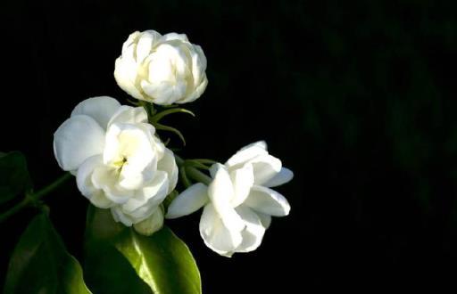 月季梔子茉莉杜鵑三角梅……夏季養護方法要知道，開花一茬接一茬