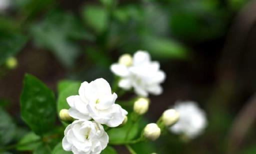 月季梔子茉莉杜鵑三角梅……夏季養護方法要知道，開花一茬接一茬