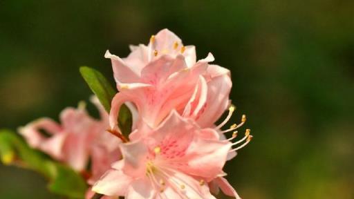 月季梔子茉莉杜鵑三角梅……夏季養護方法要知道，開花一茬接一茬