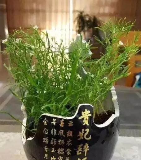 扔掉的廢酒瓶，花友改成絕世花盆，別人出1000塊都不賣！