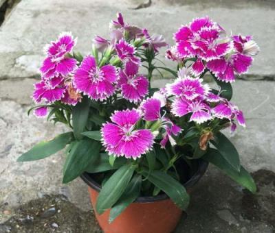 在花盆裡扔點「它」,花卉生長旺盛,都不需要施肥了!