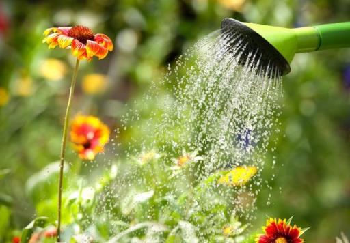 為什麼家裡的太陽花經常爛根、掉葉子？原因就在於你忽視了這一點