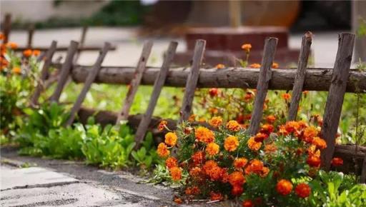 家庭園藝｜陽臺種植指南：有著地道中文名，卻是外來郎的萬壽菊