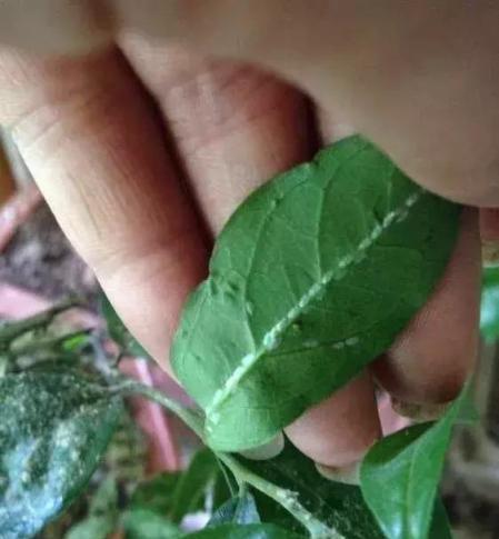 風油精花露水滴上3滴，花喝了蟲子跑光光，葉子砰砰猛爆盆！