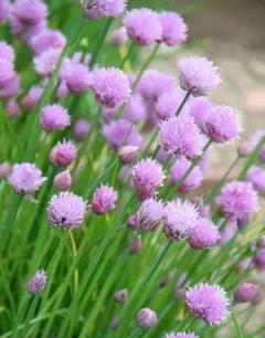 養這幾種驅蚊植物，開花豔麗味道還香，比花露水效果還好