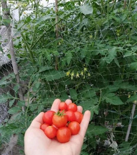 養花肥土不用買，4種「便便」就搞定，隨便用一點葉綠花又多！