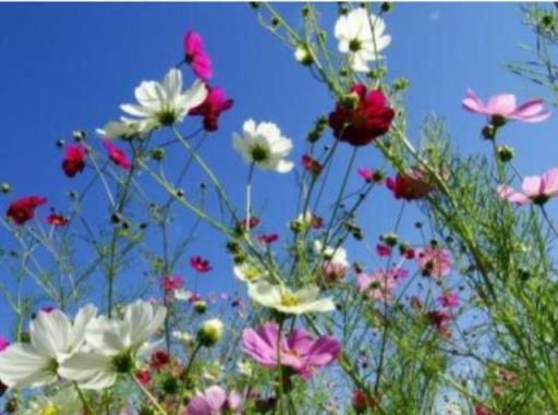 波斯菊：花型優美、花色豐富的波斯菊，是這樣養護的