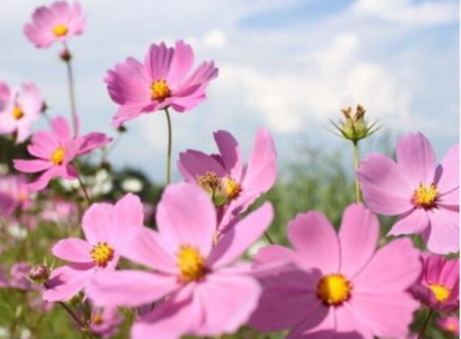 波斯菊：花型優美、花色豐富的波斯菊，是這樣養護的