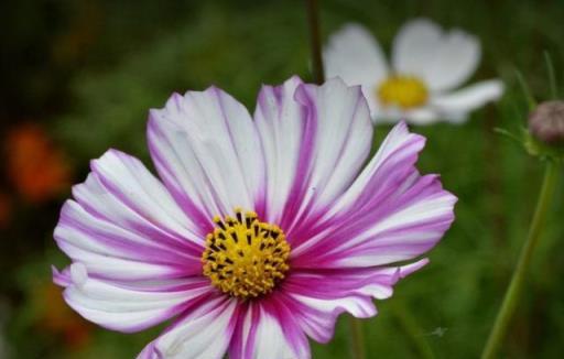 波斯菊：花型優美、花色豐富的波斯菊，是這樣養護的