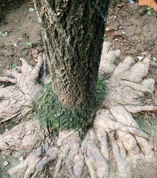 為什麼別人做得盆景，根盤那麼好？用對方法，你也可以擁有