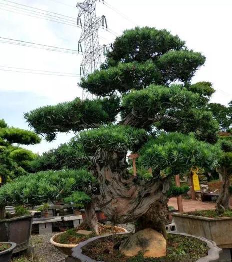 羅漢松太貴？1根枝條就能種1棵，枝幹挺拔長得飛快！