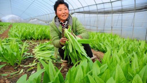 學會這些小方法，不用打藥也能防止蔬菜病蟲害！