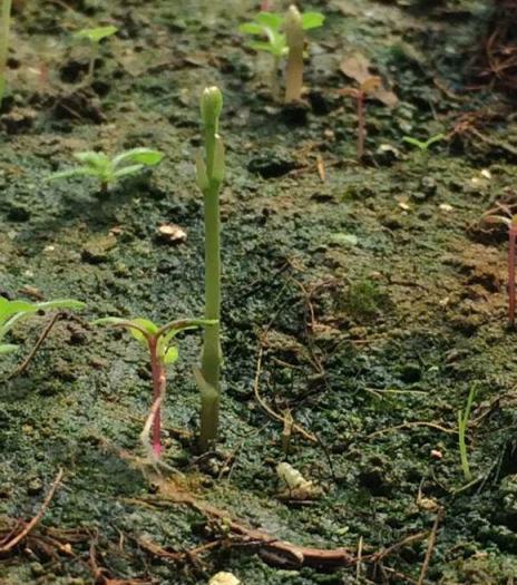 這個菜種1次採收10年，養護簡單不怕熱冷，好吃營養高！