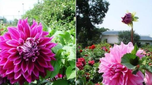 秋天就養這1種開花植物，花大色豔一開200天以上，好看又好養